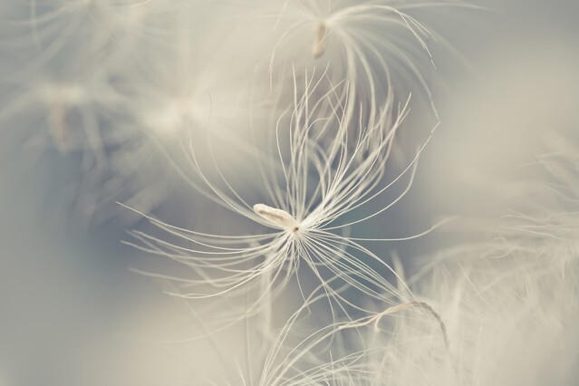 abstract photo of white feather